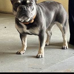 Rory - French Bulldog