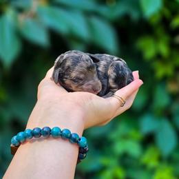 Zenith - Black phantom male Aussiedoodle puppy in Centreville, Mississippi from Trin's Designer Doodles