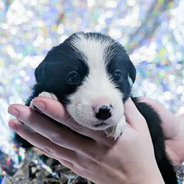 Venus - Black and white female Border Collie puppy in Raccoon, Kentucky from Skyline Border Collies