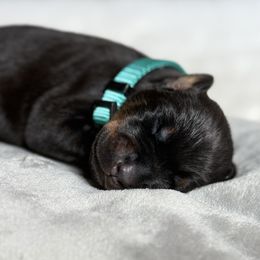 Victory - Black and rust female Doberman Pinscher puppy in Brookfield, Wisconsin from Haus of Hound