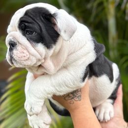 Checker - Black tri-color male Bulldog puppy in Rockledge, Florida from BV Bulldogs