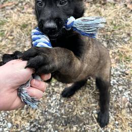 Belgian Malinois Puppies from Focused Obedient Belgian Malinois