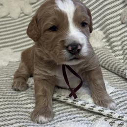 Will - Red  male Goldendoodle puppy in Placerville, California from New Dawn Poodles and Doodles