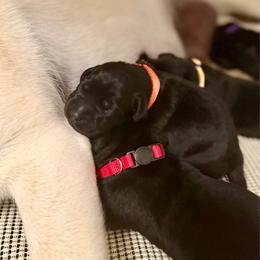 Orange Collar - Maple - Black female Labrador Retriever puppy in Lowell, Arkansas from Riverbourne Labradors