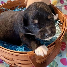 Puppy3 - Black tri male Miniature Australian Shepherd puppy in Port Saint Lucie, Florida from Charlene Brannon's Mini Australian Shepherds