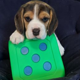 Beagles from Agent Beagles