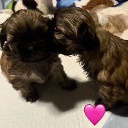 Ruby - Red female Pekingese puppy in Calhan, Colorado from Millennium Falcon Kennels