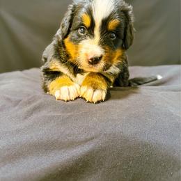 Bella - Black rust and white female Bernese Mountain Dog puppy in Alabama from Dogwood Creek Bernese