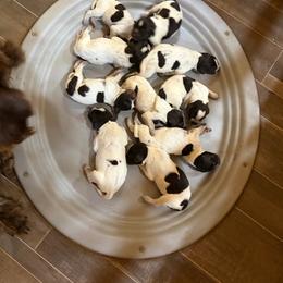 Boy 2 - Liver and white male German Wirehaired Pointer puppy in Middlebrook, Virginia from Back Creek Kennels