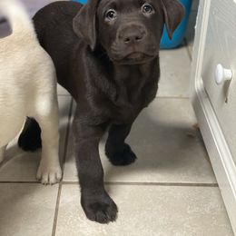 Labrador Retriever Puppies from Liberty Belle Labradors