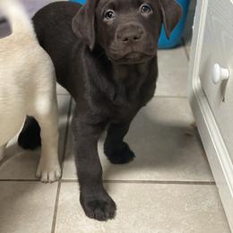 Labrador Retriever Puppies from Liberty Belle Labradors