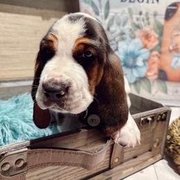 Oakley - Black white and brown male Basset Hound puppy in Hodges, South Carolina from Blooming Bassets