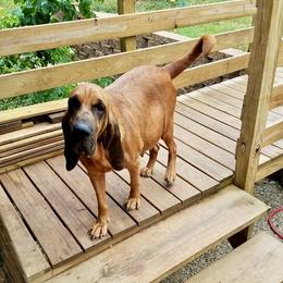 Emma Jane - Bloodhound