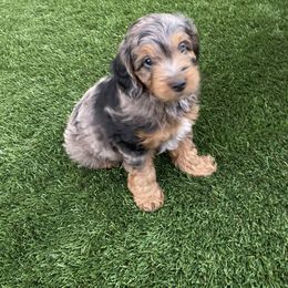Aussiedoodle and Miniature Australian Shepherd Puppies from Dazy Mayze Mini Aussies and Aussiedoodles