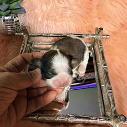 Girl 1 - Gold and white female Shih Tzu puppy in Port Orchard, Washington from Buttons N Bows