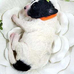 Bernedoodle Puppies from St. Louis Doodle Ranch