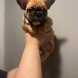 French Bulldog Puppies from Alpha Coast Kennels