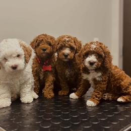 Bernedoodle, Goldendoodle, and Poodle Puppies from 4goldendoodles