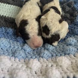 Hersheys kiss - Parti male Goldendoodle puppy in Cross, South Carolina from DoodleDandy & Danes