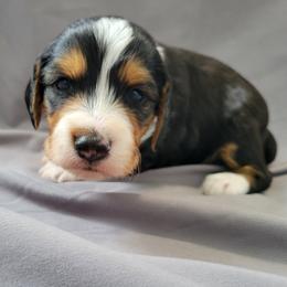 Boone - Black tri-color male Assorted Doodle Crosses puppy in Blackfoot, Idaho from Lucky Pup Meadows