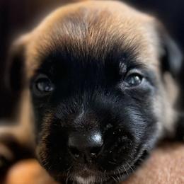 Girl 2 - Fawn female Belgian Malinois puppy in Franklin, Virginia from Morning Star Malinois