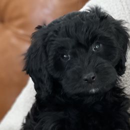 Jet - Black Cavapoo puppy in Utah from Squaw Peak Puppies