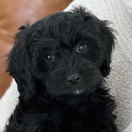 Jet - Black Cavapoo puppy in Utah from Squaw Peak Puppies