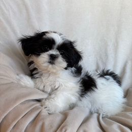 AKC  Miss potato - Black and white female Shih Tzu puppy in Las Vegas, Nevada from Vegas Shih Tzus
