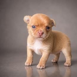 Carlos - Fawn and white male Chihuahua puppy in Pine Lakes, Florida from Chichianna's Legacy