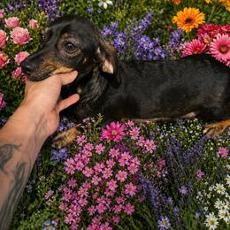 Ivy - Dachshund