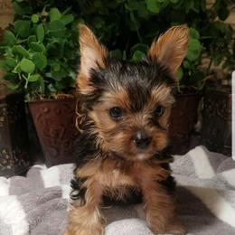 Eli - Black and tan male Yorkshire Terrier puppy in Hot Springs, Arkansas from Kimberly's Lovable Littles