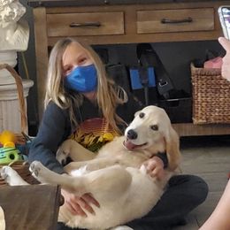 Golden Retriever Puppies from Nutmeg's Golden Puppy Dog