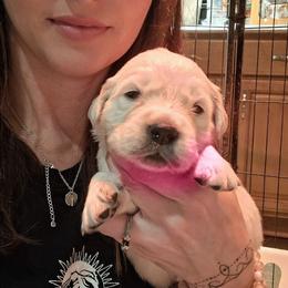 Pink girl - Light golden female Golden Retriever puppy in Waynesburg, Ohio from Avalon English Retrievers