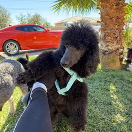 Midnight Onyx - Black male Poodle puppy in Hesperia, California from Whitesock Standard Poodles