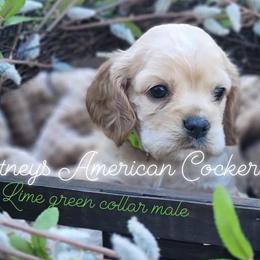 Cocker Spaniels from Courtneys American Cocker Spaniels