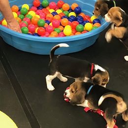 Beagle Puppies from Roylcrest Beagles