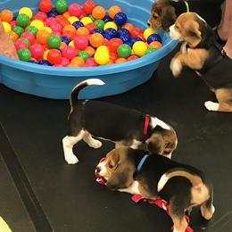 Beagle Puppies from Roylcrest Beagles