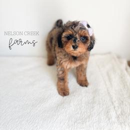 Opal - Merle female Maltipoo puppy in Huntsville, Texas from Nelson Creek Farms