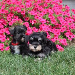 Miniature Schnauzer puppies from Clay Hill Kennels