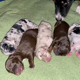 Miniature Australian Shepherd puppies from Magnolia Pawz Aussies