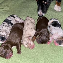 Miniature Australian Shepherd puppies from Magnolia Pawz Aussies