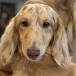 Jack-Jack - Dachshund