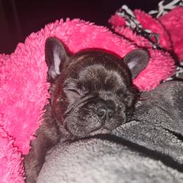 Onyx - Black and white male French Bulldog puppy in Monterey, Louisiana from McaysKennels