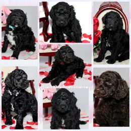 Poodle Puppies from Outlaw Canines