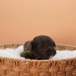 Doc (Green Collar) - Silver male Shihpoo puppy in Las Vegas, Nevada from Plush Toy Poodle Puppies & Pals