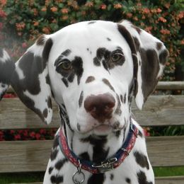 Dalmatians from Paisley Dalmatians