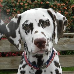 Dalmatians from Paisley Dalmatians
