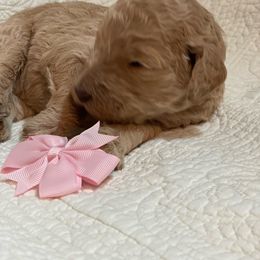 Girl 4 - Cream Poodle puppy in Gate City, Virginia from Four Fillies Farm