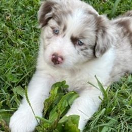 Australian Shepherds from Trailblazing Aussies
