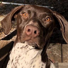 Willow - German Shorthaired Pointer